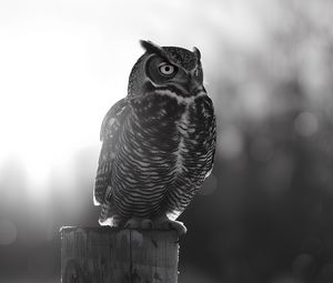 Preview wallpaper owl, bird, wildlife, bw, light