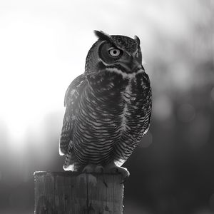 Preview wallpaper owl, bird, wildlife, bw, light