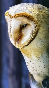 Preview wallpaper owl, bird, wildlife, blur