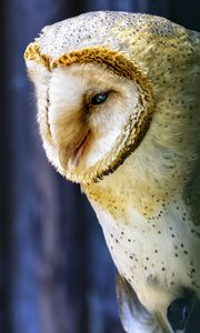 Preview wallpaper owl, bird, wildlife, blur