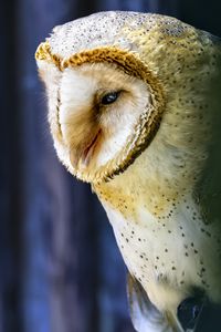 Preview wallpaper owl, bird, wildlife, blur