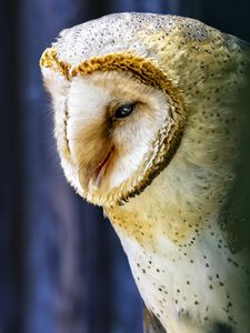 Preview wallpaper owl, bird, wildlife, blur