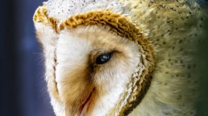 Preview wallpaper owl, bird, wildlife, blur