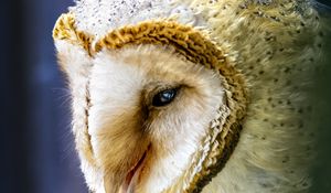 Preview wallpaper owl, bird, wildlife, blur