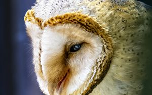 Preview wallpaper owl, bird, wildlife, blur