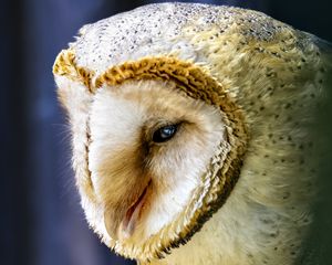 Preview wallpaper owl, bird, wildlife, blur