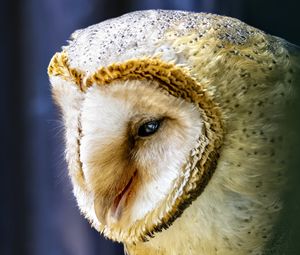 Preview wallpaper owl, bird, wildlife, blur