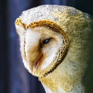 Preview wallpaper owl, bird, wildlife, blur