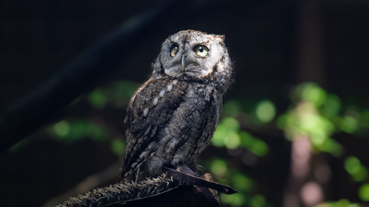 Wallpaper owl, bird, wildlife, branch, blur