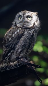 Preview wallpaper owl, bird, wildlife, branch, blur