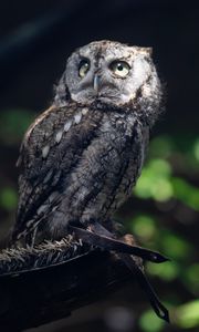 Preview wallpaper owl, bird, wildlife, branch, blur