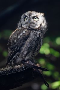 Preview wallpaper owl, bird, wildlife, branch, blur