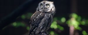 Preview wallpaper owl, bird, wildlife, branch, blur