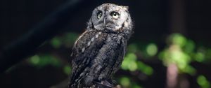 Preview wallpaper owl, bird, wildlife, branch, blur