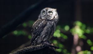 Preview wallpaper owl, bird, wildlife, branch, blur