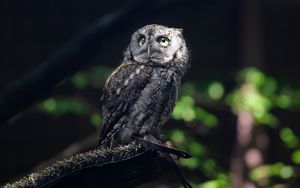 Preview wallpaper owl, bird, wildlife, branch, blur