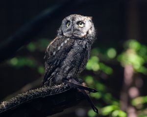 Preview wallpaper owl, bird, wildlife, branch, blur