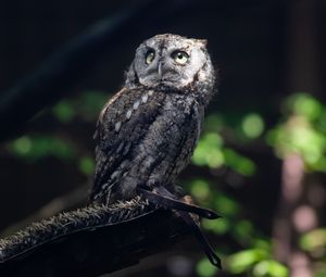 Preview wallpaper owl, bird, wildlife, branch, blur