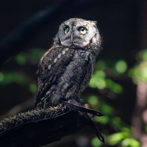 Preview wallpaper owl, bird, wildlife, branch, blur