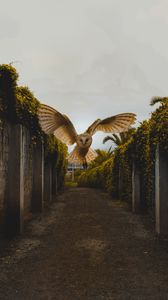 Preview wallpaper owl, bird, wings, fly, flight