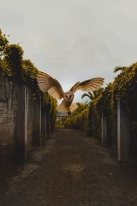 Preview wallpaper owl, bird, wings, fly, flight