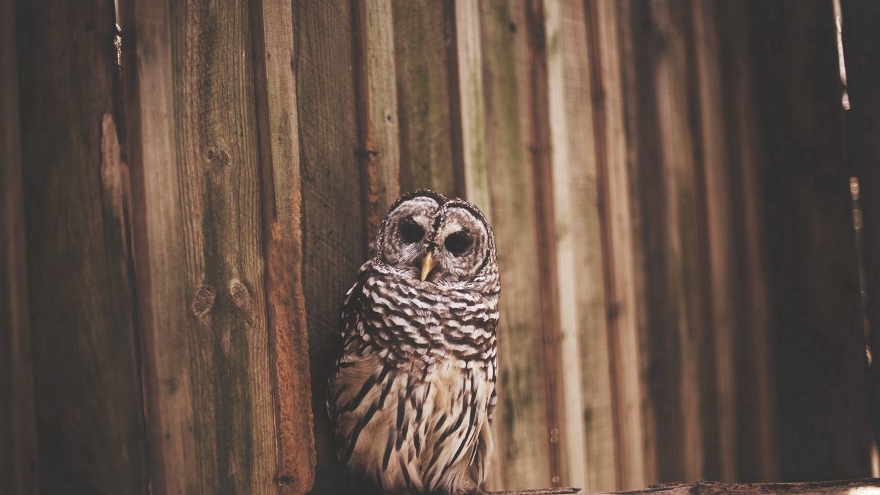 Wallpaper owl, bird, wings, predator