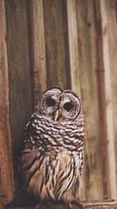 Preview wallpaper owl, bird, wings, predator