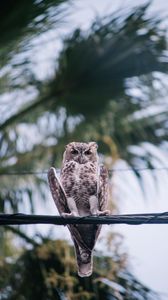 Preview wallpaper owl, bird, wire, blur