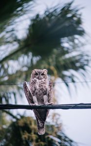 Preview wallpaper owl, bird, wire, blur