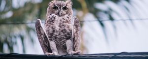 Preview wallpaper owl, bird, wire, blur