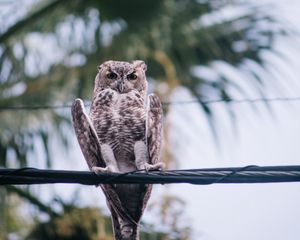 Preview wallpaper owl, bird, wire, blur