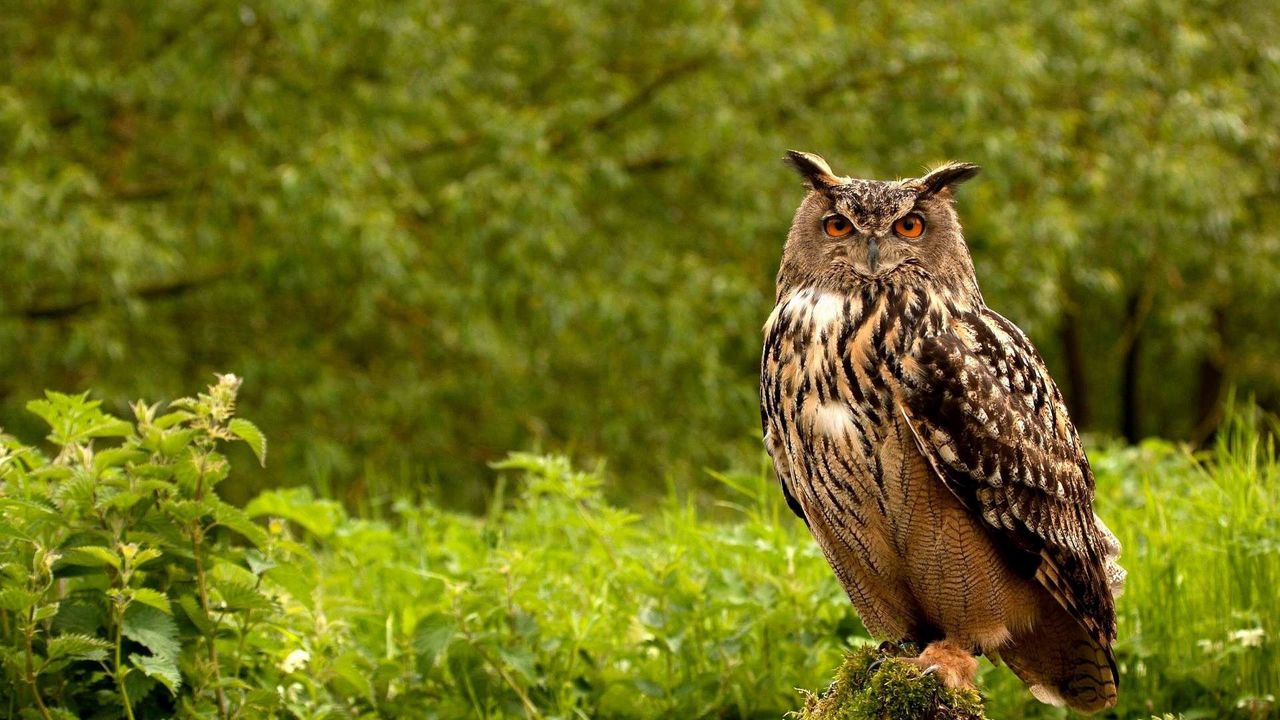 Wallpaper owl, birds, grass, herbs, predator