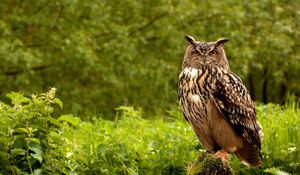 Preview wallpaper owl, birds, grass, herbs, predator