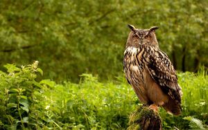 Preview wallpaper owl, birds, grass, herbs, predator