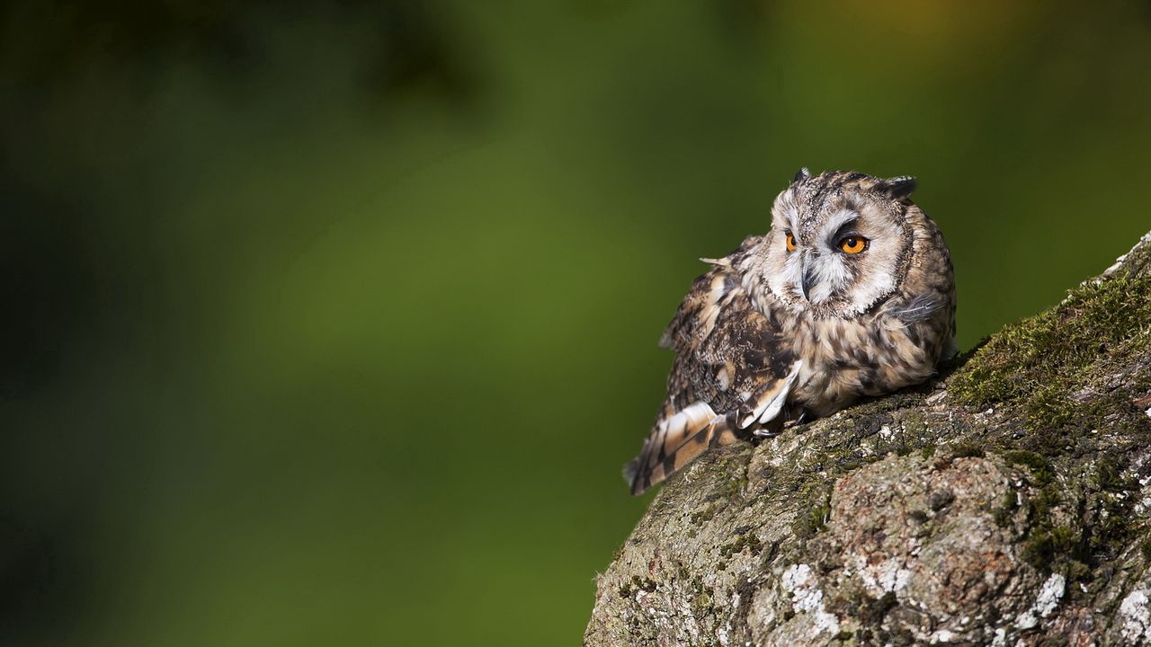 Wallpaper owl, birds, predators, bark, moss