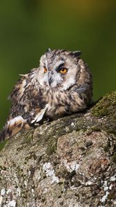 Preview wallpaper owl, birds, predators, bark, moss