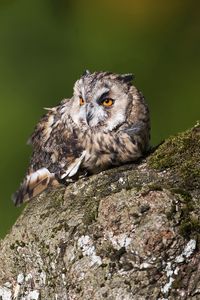 Preview wallpaper owl, birds, predators, bark, moss