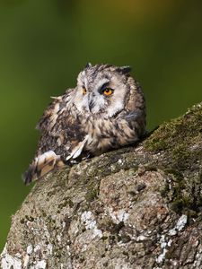 Preview wallpaper owl, birds, predators, bark, moss