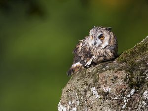 Preview wallpaper owl, birds, predators, bark, moss