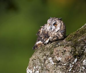 Preview wallpaper owl, birds, predators, bark, moss