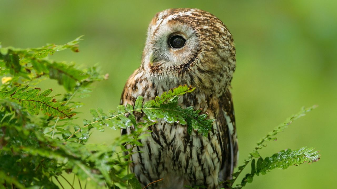 Wallpaper owl, birds, predators, branches
