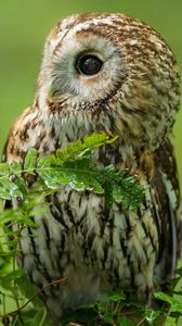 Preview wallpaper owl, birds, predators, branches