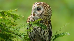 Preview wallpaper owl, birds, predators, branches