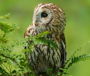 Preview wallpaper owl, birds, predators, branches
