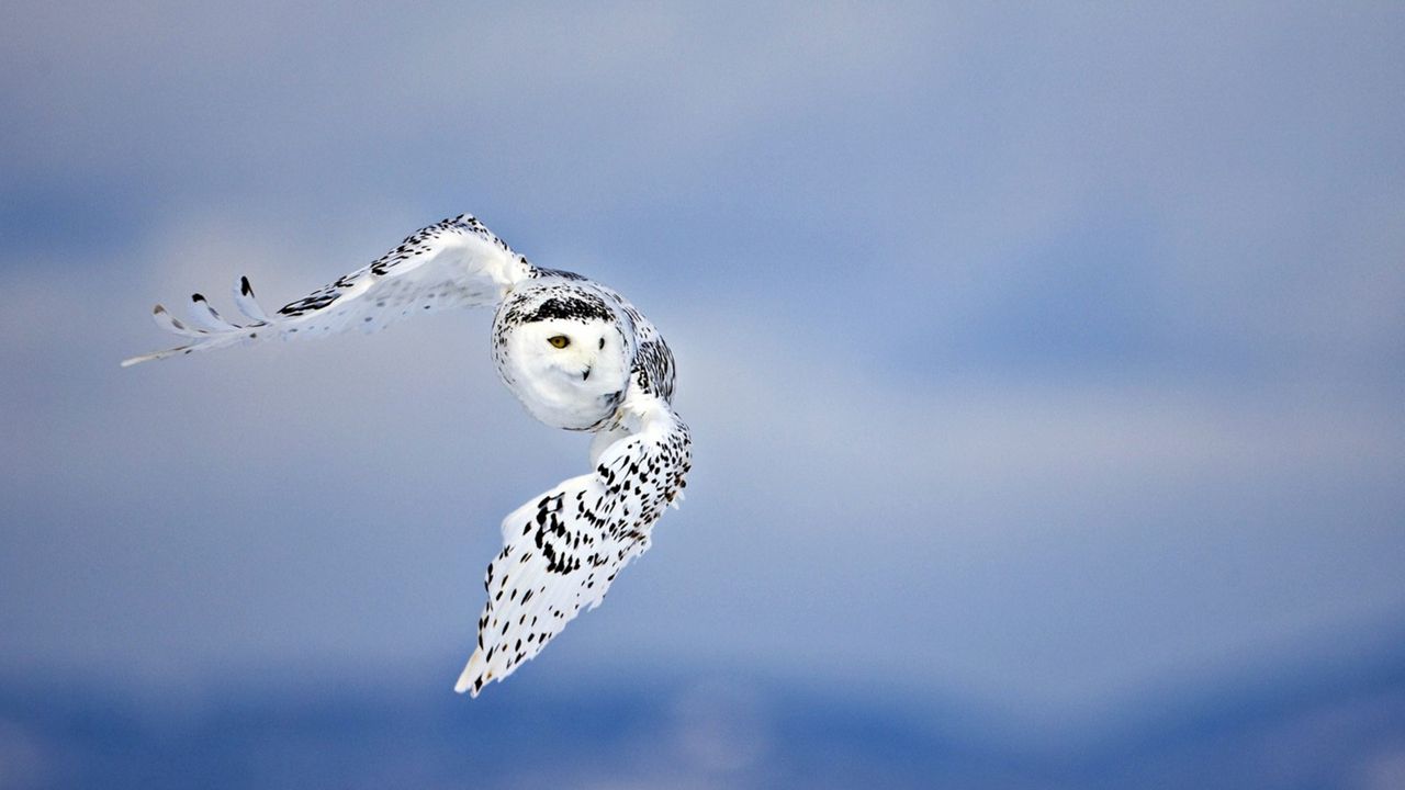 Wallpaper owl, birds, sky, flying, predator