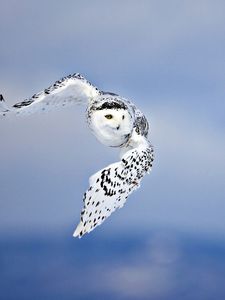 Preview wallpaper owl, birds, sky, flying, predator