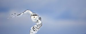 Preview wallpaper owl, birds, sky, flying, predator