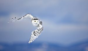 Preview wallpaper owl, birds, sky, flying, predator