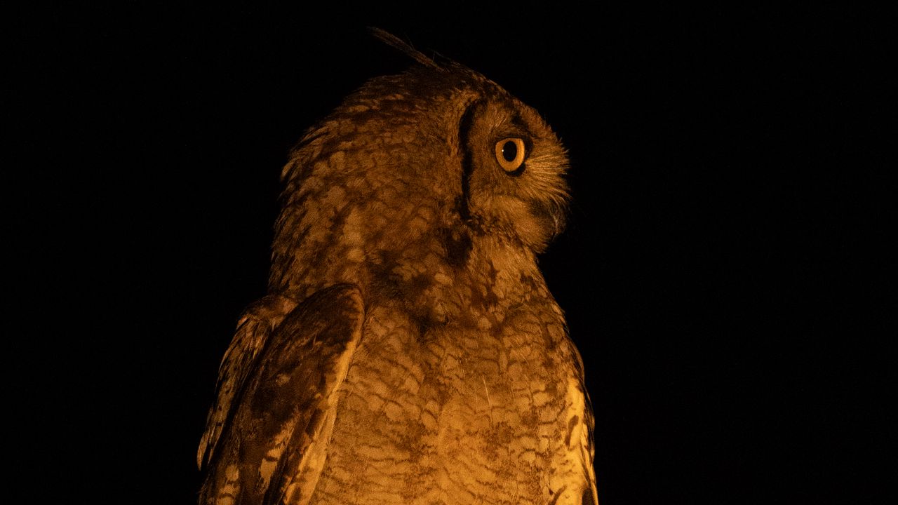 Wallpaper owl, branch, bird, wings, feathers