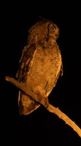Preview wallpaper owl, branch, bird, wings, feathers